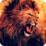 Logo of Lion Wallpapers HD android Application 